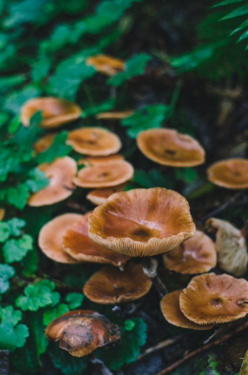 millivedder: Honey Mushroom Heaven Prints