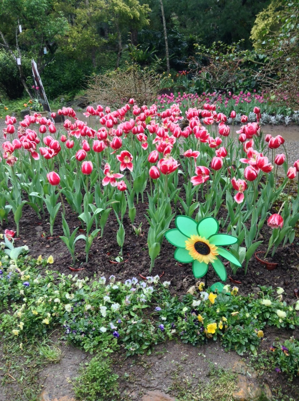 meijimie:  I LOVE SPRING 
