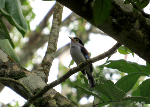 Silver-breasted broadbill.Bukit Tinggi.