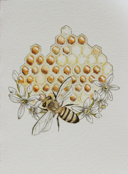 samanthaestherartwork: Honeycomb is Sweet for the Soul watercolor and ink