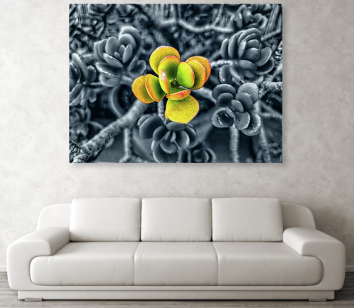 Buy Your Fine Art Prints In:https://tomi-rovira.pixels.com/featured/crassula-ovata-202309100957129rt1-tomi-rovira.html?product=metal-print