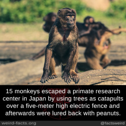 mindblowingfactz:    15 monkeys escaped a primate research center in Japan by using trees as catapults over a five-meter high electric fence and afterwards were lured back with peanuts. source image via pixabay 