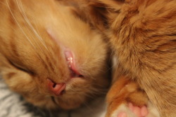 derpycats:  Kitty teeth + snoring