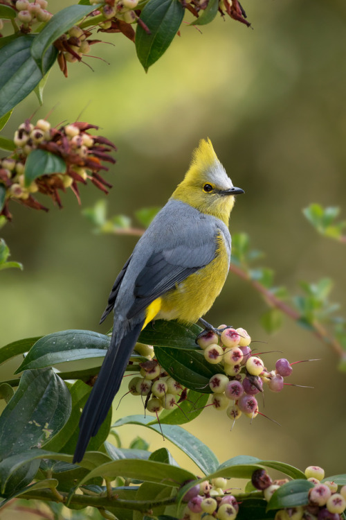 j-k-i-ng: “Long-tailed Silky-flycatcher“ by | Jess Findlay 