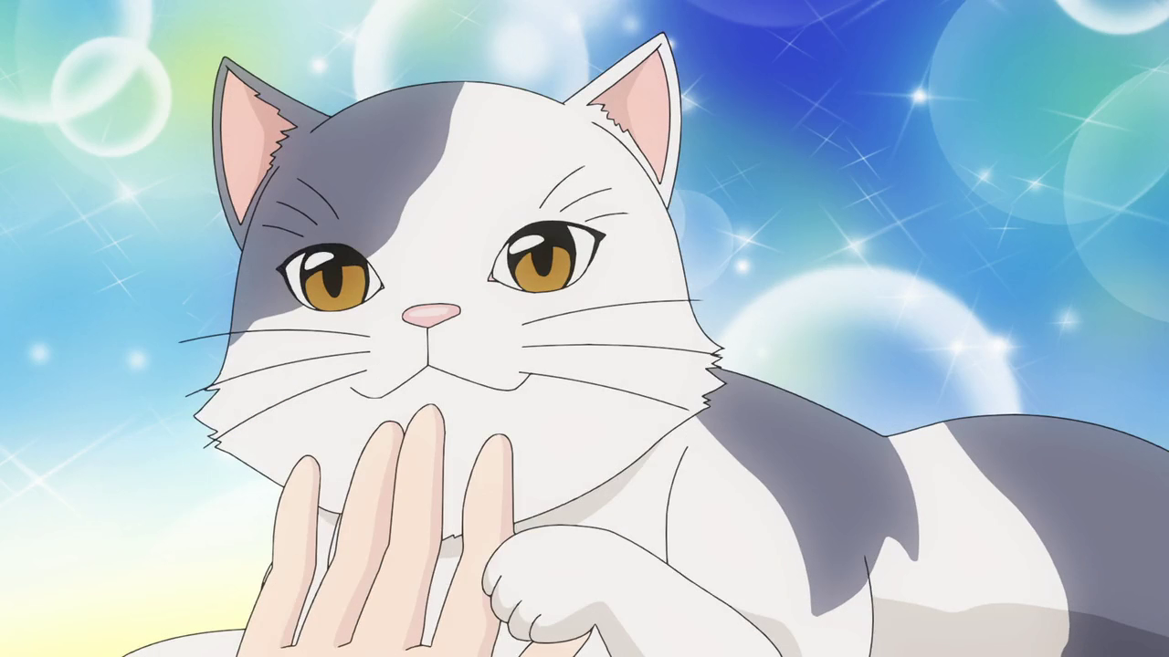 Anime Cat of the Day 🐾 — Today's anime cat of the day is:Sakamoto from