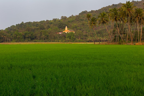 Rice fields and Shantadurga temple, Tivrem, Goa, photo by Rajan P. Parrikar