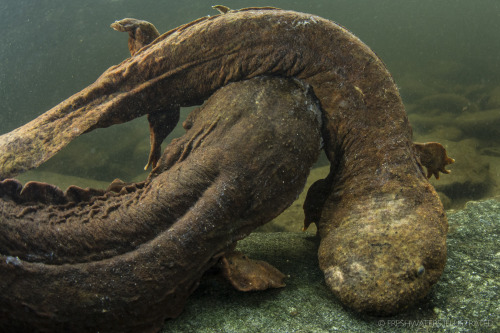 ainawgsd:The hellbender (Cryptobranchus alleganiensis) is a species of aquatic giant salamander ende