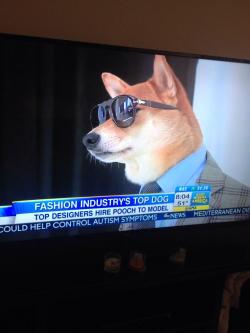 lieutenantfish:  we-spade-bad-movies:  realsubtle:  sources say that this fetching fido is going to do his doggone best. raise the woof for these highly barketable brands. the fashion industrys going to the dogs. its a ruff competition. the press hounds