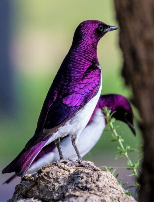 Violet-backed Starlings(Cinnyricinclus Leucogaster), Males, Family Sturnidae, Order Passeriformes, Found