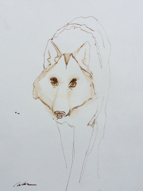 For some reason I started drawing a bunch of wolves today. Feeling the wild I guess. Maybe an animal