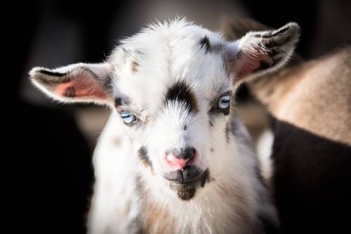 babygoatsandfriends: Sinai Thunder