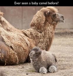 wigmund:  rubycosmos:  whyamigawking:  human-and-a-dancer:  it’s a puff ball with other puffballs for feetzies  that camel has a mullet lol what?  It looks like a fluffy toy car.  It’s even better when they stand up and suddenly become all legs  