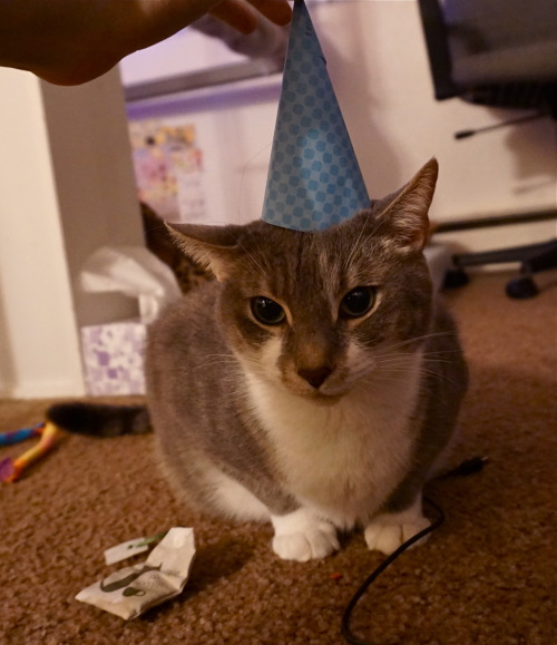 icewindandboringhorror:Today is my cat’s 8th birthday!!! Happy day to these beautiful brother 