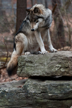 thatwanderinglonewolf:  DSC_8604 (by Ramiro