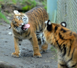 cuteanimalspics:  Derpy tigers are awesome