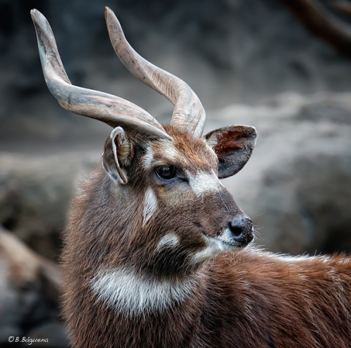 Sitatunga (Tragelaphus spekii)