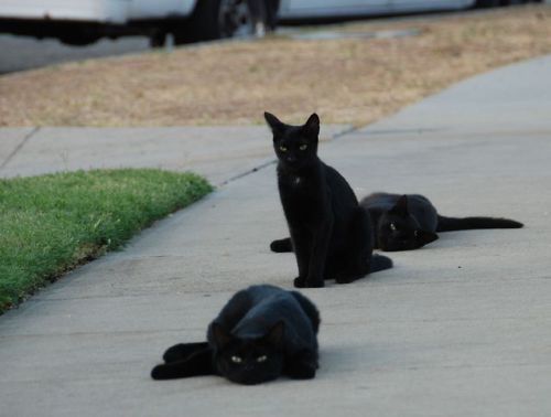 redlipstickresurrected:Chris Yarzab (based Arleta, CA, USA) - 1: Four Black Cats on the Sidewalk, 20