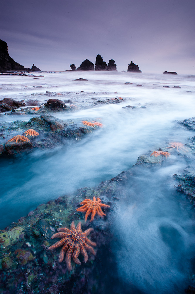 drxgonfly:  West coast starfish colony (by mundoview) 