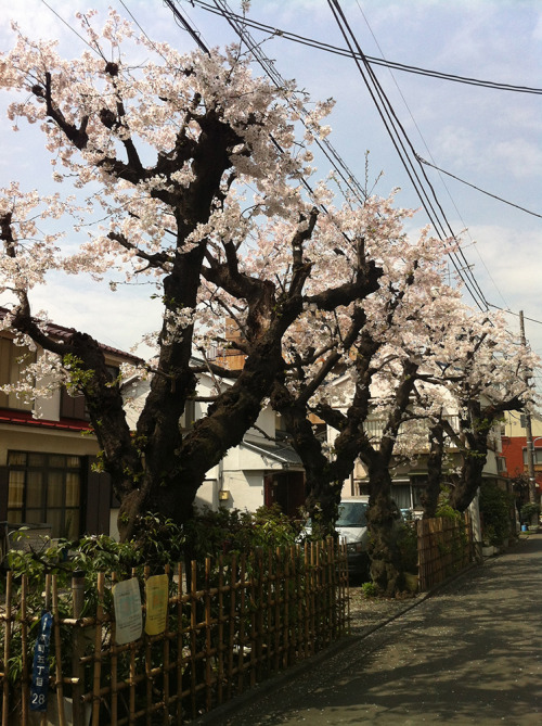 itsushi: 幡ヶ谷民家の桜 路地と道くさな日々雑感