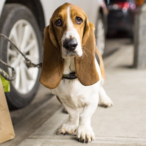 thedogist:Ophelia, Basset Hound (2 y/o), 10th &amp; 3rd Ave, New York, NYThose beautiful, soulful ey