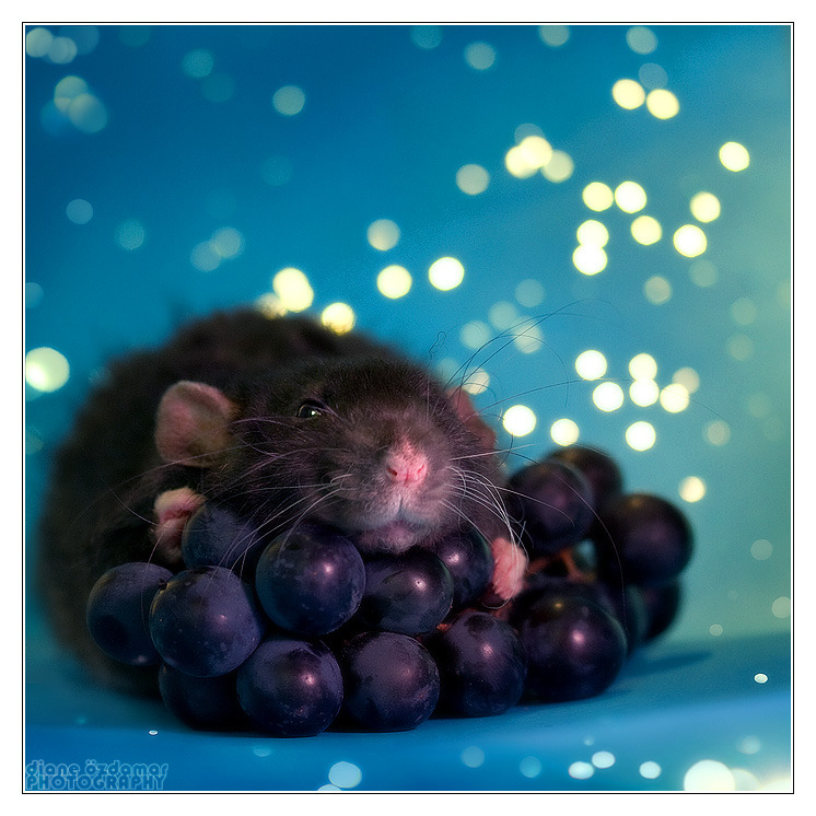 scalestails:  Every time I hear “Rats aren’t cute, they’re gross!” or “How