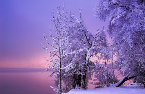 odditiesoflife:  Winter Wonderland Winter can be as beautiful as it is frigid – the snow and ice that covers much of the hemisphere in the winter is a informativeness force like no other. We invite you to cuddle up with a cup of tea and your warmest