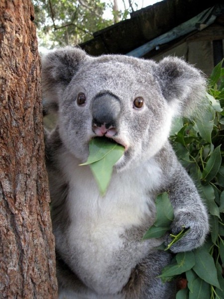 tastefullyoffensive:  Shocked Animals [x]Previously: Bears Doing Human Things