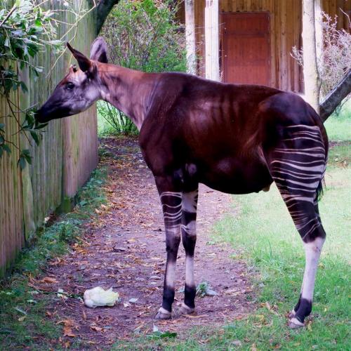 Okapi also known as Forest Giraffe.Surprisingly despite the stripes it is more related to the giraff