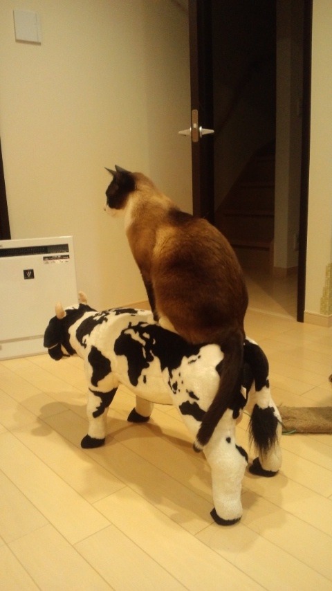 catsbeaversandducks:  &ldquo;I should buy a car.&rdquo; Photos found on Pinterest