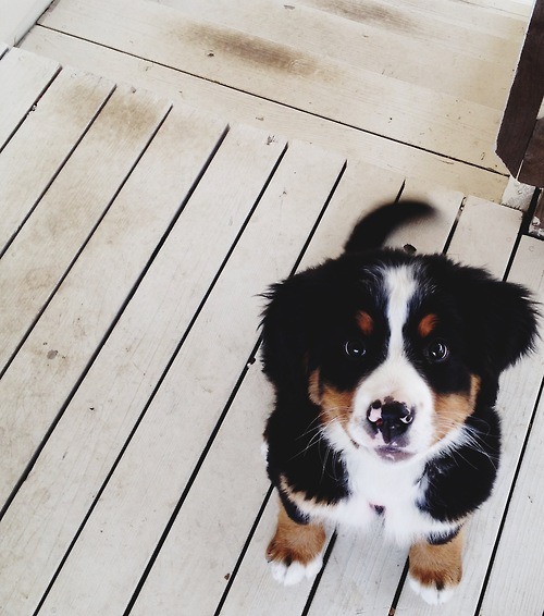 sealedone:  wicked-naughty-diva:  via Imgfave for iPhone  Bernese Mountain Dog pup.