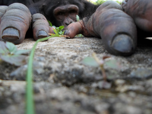 earth-song:  The Most Spectacular Wildlife Photos From The National Geographic Traveler Photo Contest - Curiosity of a Chimpanzee in men | Photo and caption by Susan Van Dalsen /National Geographic Traveler Photo Contest  - Fènec The soul of the