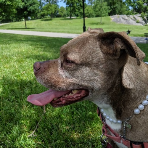 She has to have her toe on my toe #rosieblog #velvethippo #summerdog #weirdo (at Central Park)https