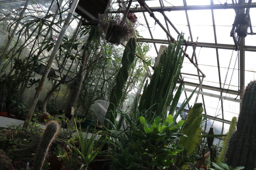 cafepinafore:  my buddies  (alternate: i want to adopt them all)