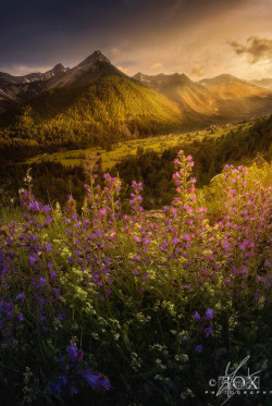 floralls:  Alpine Bloom by Enrico Fossati