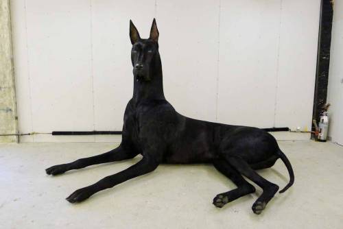 ANUBIS