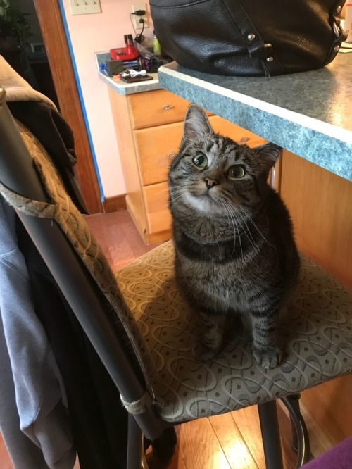 catlogicdefiesall:coolcatgroup:coolcatgroup:“Give me steak blease!! I good!!”I forgot to add that st