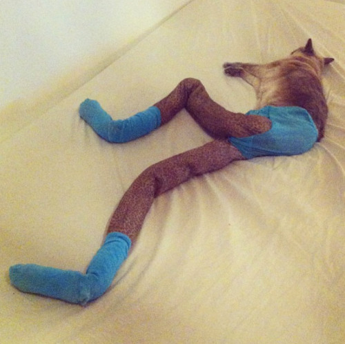 Sex tastefullyoffensive:  Cats Wearing Tights pictures