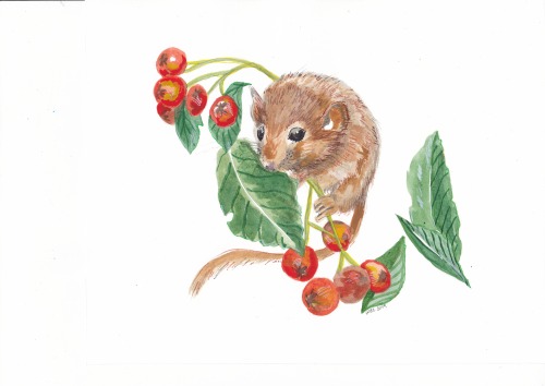 hazel dormouse watercolourquite christmassy!