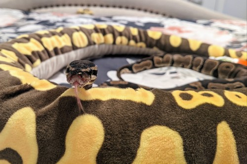 snake-named-silas:He decided this is his now. I couldn’t say no 🖤