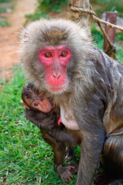 Mother &amp; child Arashiyama Monkey Mountain, Kyoto, Japan