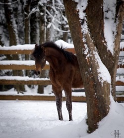 craigslisthorses:this horse is straight creepin