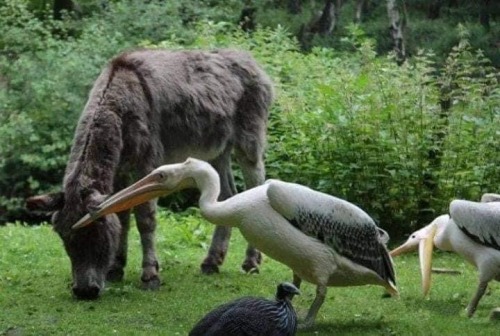 underthehedge:kaijuno:kaijuno:All Pelicans go to jail challenge Pelicans have the exact opposite energy from capybara. Capybara are shaped like a friend, soothing.Pelicans are shaped like a problem.