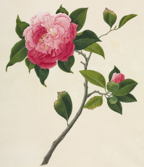 John Reeves Collection, Camellia japonica, unknown artist, 1812-31. Watercolour. © The Trustees of t