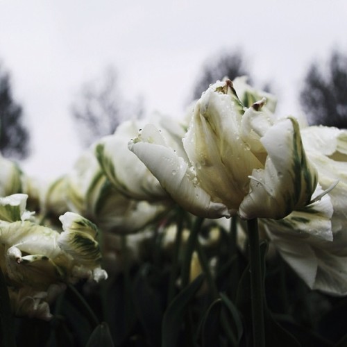 floralls:    by  dromelot   