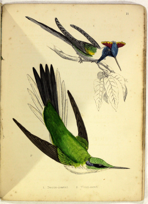 michaelmoonsbookshop: Humming Birdsdescribed and illustrated with an introductory sketch of their St