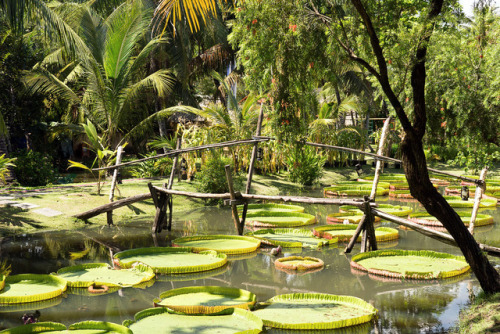 Beautiful giant waterlily paddies on our hike exploring the island of Phuong 28. This is totally off