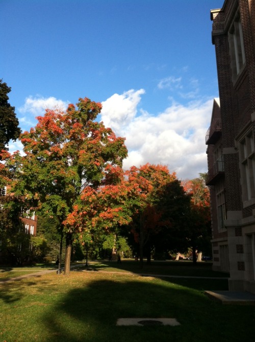 purplespacecats:I love the trees outside of Rocky