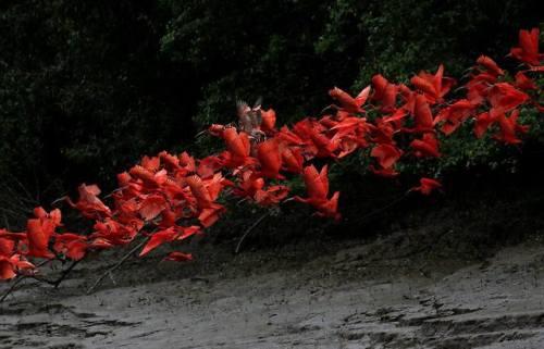A bird of beautyOne of South America&rsquo;s iconic avians is the Scarlet ibis (Eudocimus ruber), al