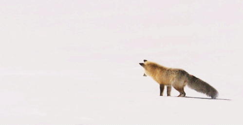 wlfgrrl:  How To Hunt Like A FoxStep 1: *sproing!Step 2: *jackknife! (embrace your