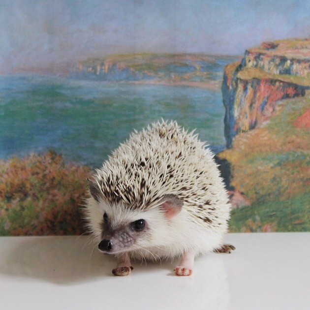 adventuresofcalico:  Art-hog pt.2